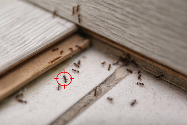 Best Flea Control Services  in Hurlburt Field, FL